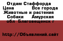 Отдам Стаффорда › Цена ­ 2 000 - Все города Животные и растения » Собаки   . Амурская обл.,Благовещенск г.